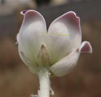  Flower (Lateral view) with calyx and corolla